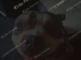 4 year old male Pocket Bulldog