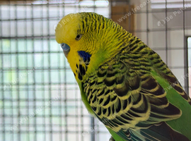 Bonded Pair of Budgies Male Female