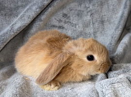Baby lops