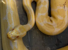 Beautiful female albino royal python
