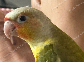 Silly tamed Conure babies, 11 weeks