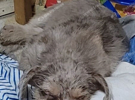 Frockie puppy