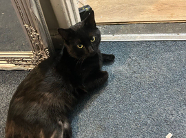 Two black moggies