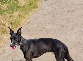 4 year old collie whippet
