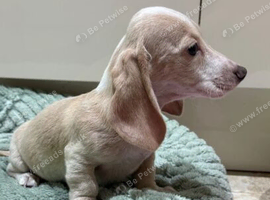 Beautiful Cream Dachshund Pups