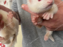 Two albino hobs ready now