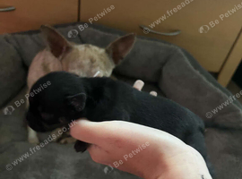 Little black chihuahua boy
