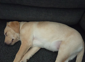 Puppy for sale