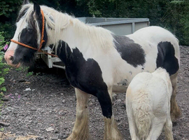 Black and white mare with filly foal out 15hh sire