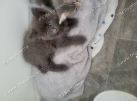 Kittens