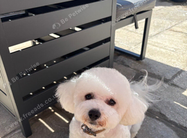 Beautiful female Bichon