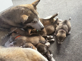 Husky Pups