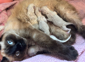Ragdoll kittens
