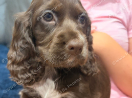 STUNNING KC REGISTERED COCKER SPANIEL PUPPIES
