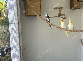 One lutino baby cockatiel