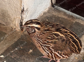 Male quail free