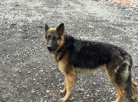 Good dog 15 months old must be good home