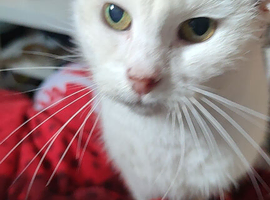 Missing cat