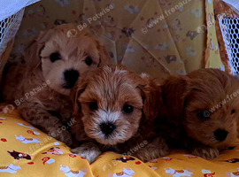 F1 teacup asian Maltipoo