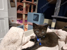 Kittens plus 1 adult male.