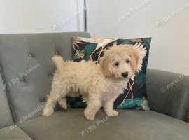 Gorgeous champagne boy Cockapoo puppy