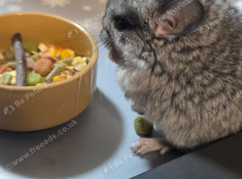 Pretty chinchilla female