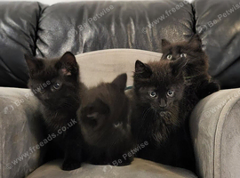 Gorgeous litter Maine Coon x kittens