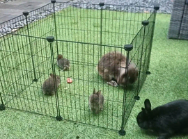 3 x loving mini Lop mixed with Netherland dwarf Bunnies