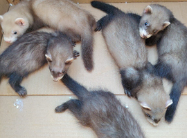 Kits for sale x8