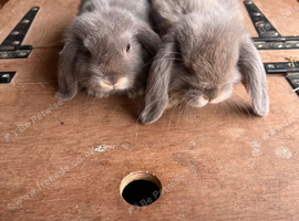 Two lilac otter miniature lop does