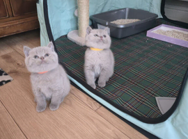 For sale - Last 2 lilac girls british shorthair kittens