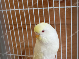 Baby budgie 4 months old free