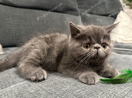 Exotic & Persian Kittens