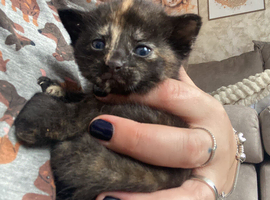 Last 2 kitties