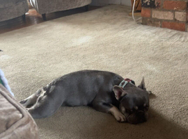 French bulldog up for stud