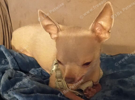 T-cup Chihuahua