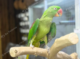 Alexandrine parrot