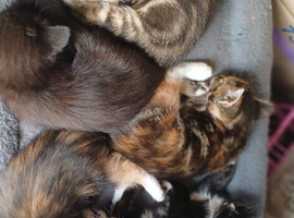 Kittens