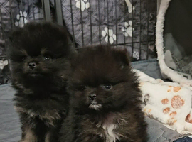 FULLY VACCINATED.   Champion bloodlines. kc registered Pomeranian puppies