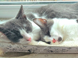 Beautiful blue/grey & white boys (ready to leave)