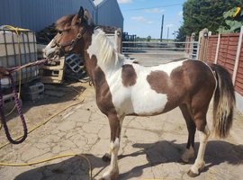 Dottie Yearling Filly