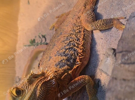 Bearded dragon and vivarium for sale