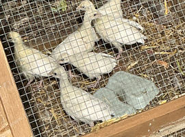 Crollwitzer turkeys