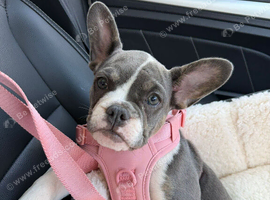 French bull dog x bulldog
