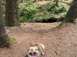 2 year old Bored collie mix