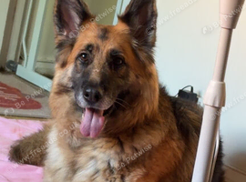 Georgie the Shepherd