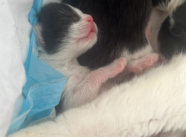 4 black and white kittens