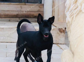 Kc reg Stunning coated boy