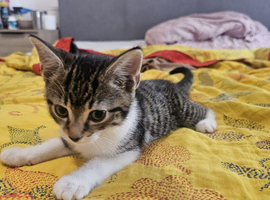 Lovely male kitten
