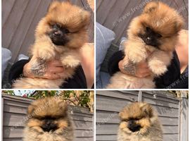READY TO GO POM PUPPIES